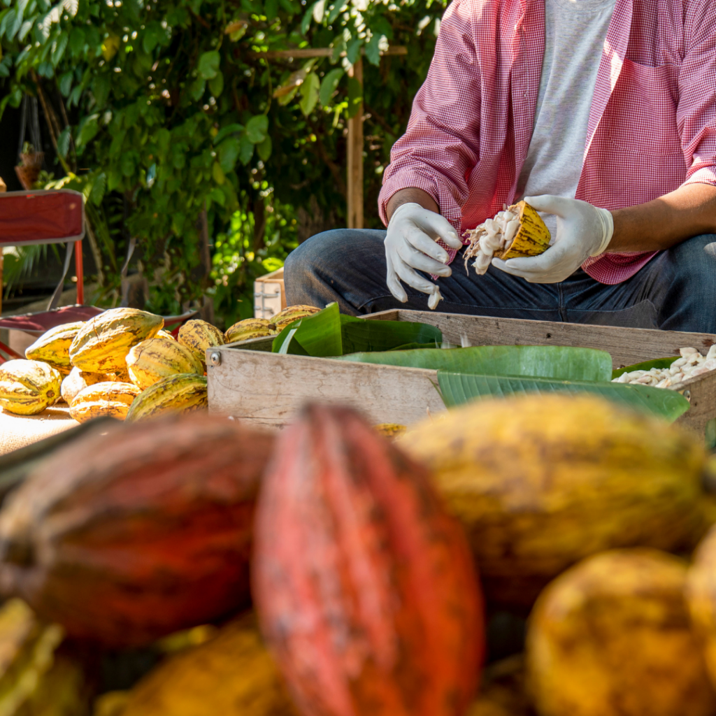 Cacao