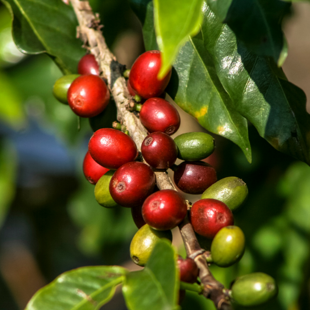 Grains de café